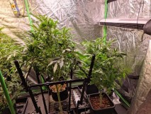 MKs day 18
