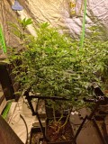 P1 Day 18