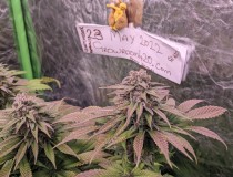 Bud Comp may 22