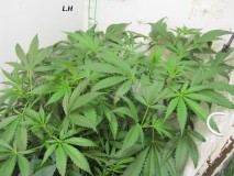 w2 bloom (1)
