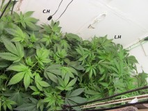 w2 bloom (3)
