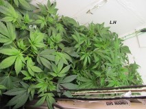 w2 bloom (4)