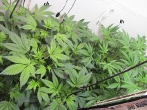 w2 bloom (1)
