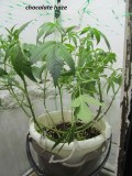 w2 bloom (2)