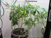 w2 bloom (3)