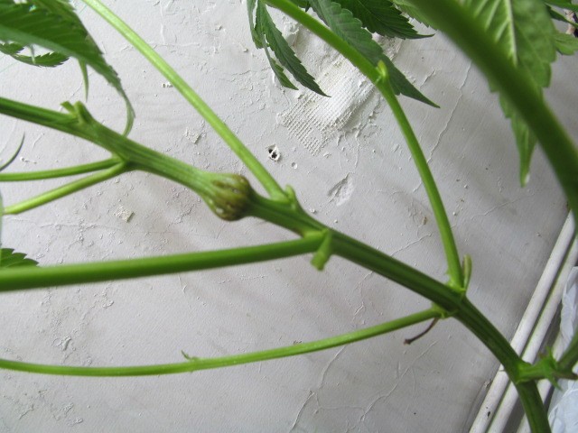 w2 bloom (4)