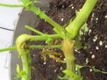 w2 bloom (5)