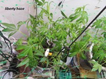 w2 bloom (6)