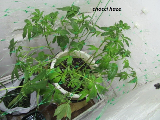 w2 bloom (7)