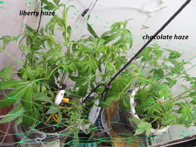 w2 bloom (8)