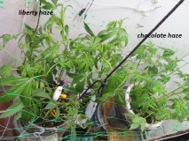 w2 bloom (8)