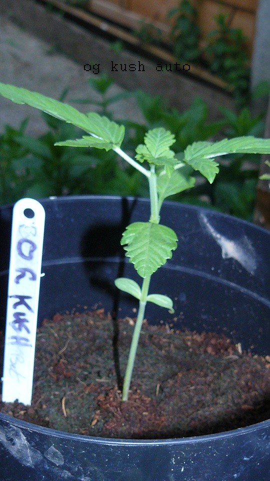 drobes 26 05 22 044