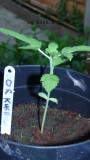 drobes 26 05 22 044