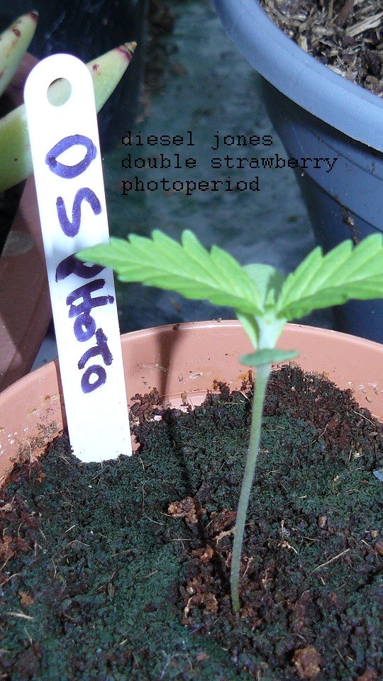drobes 26 05 22 045