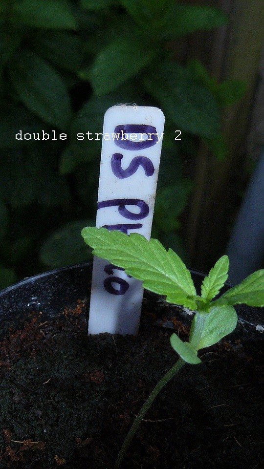 drobes 26 05 22 046