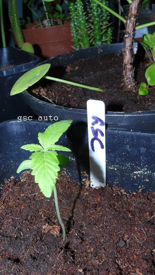 drobes 26 05 22 047