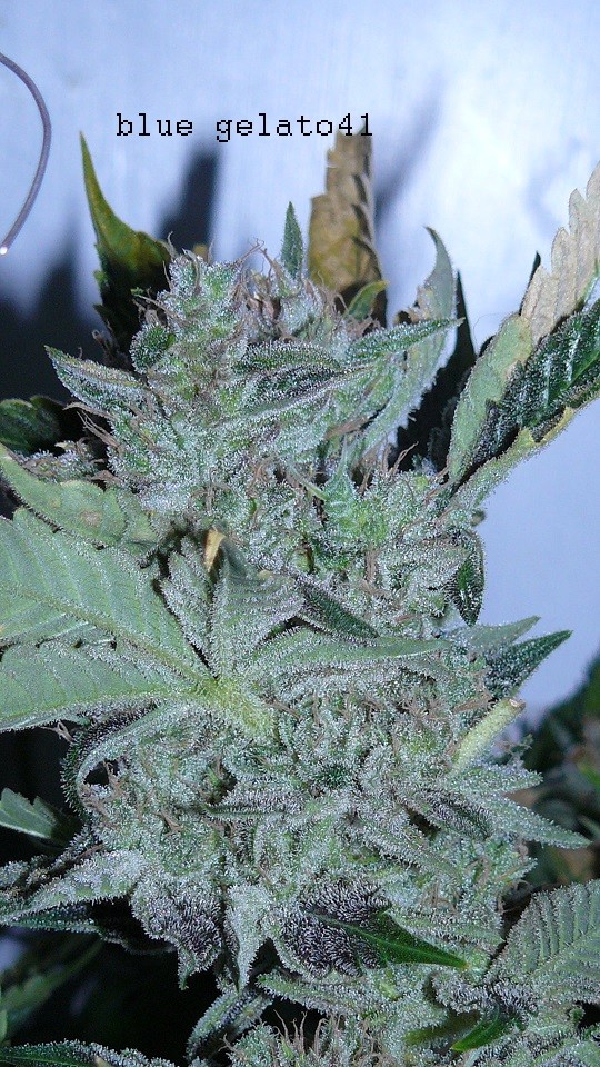 drobes 26 05 22 007