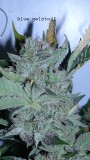 drobes 26 05 22 007