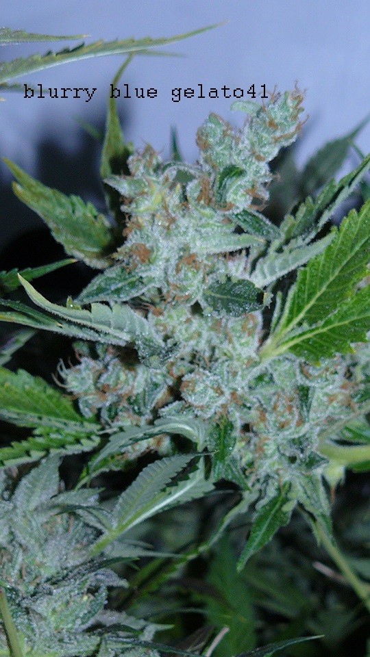 drobes 26 05 22 009