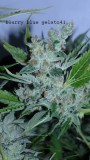 drobes 26 05 22 009