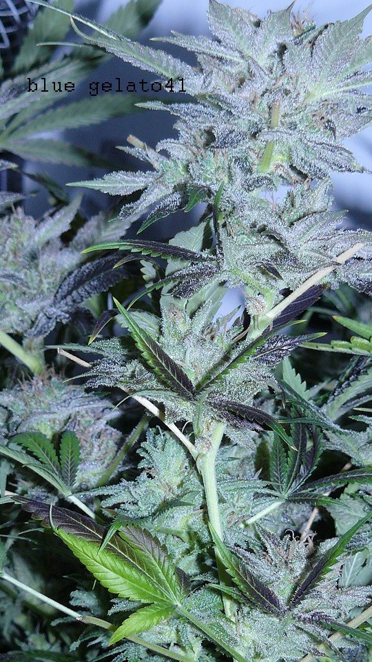 drobes 26 05 22 010