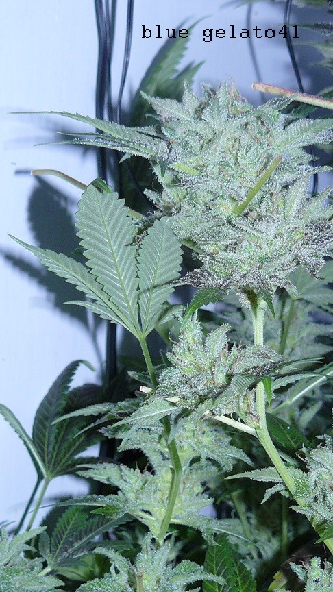 drobes 26 05 22 012