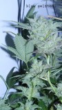 drobes 26 05 22 012
