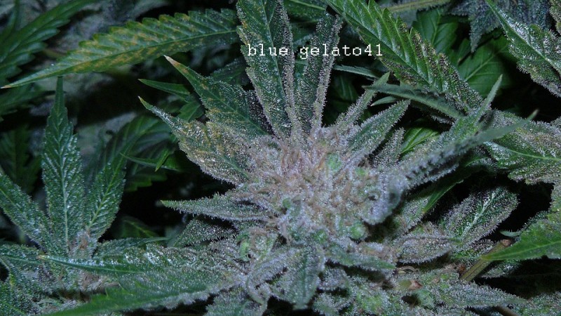 drobes 26 05 22 015