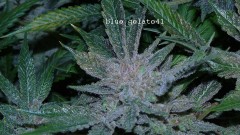 drobes 26 05 22 015