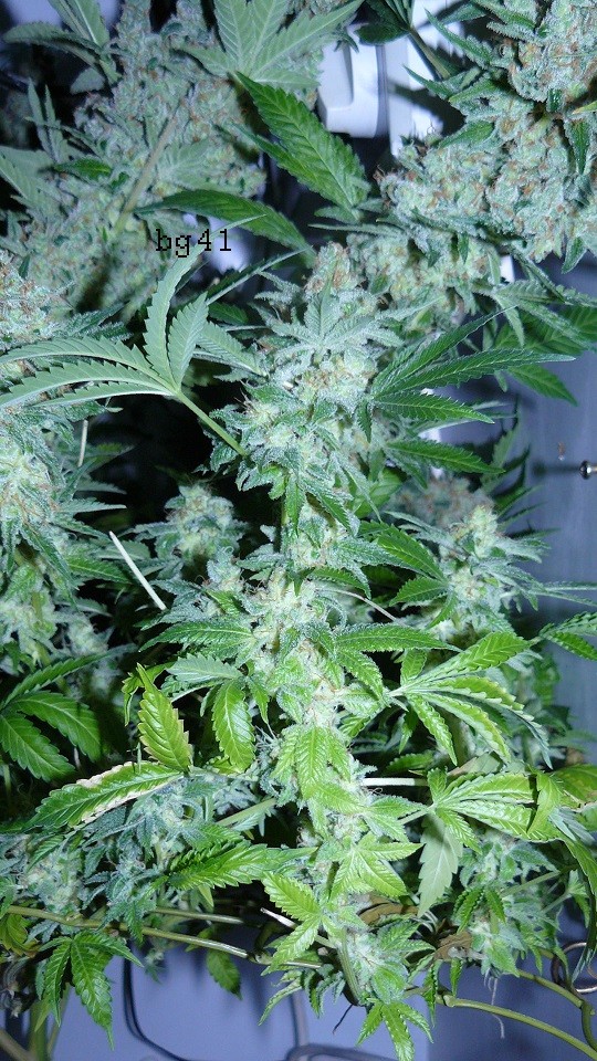 drobes 26 05 22 018