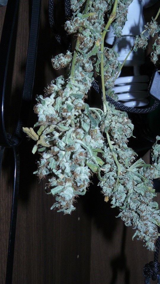 drobes 26 05 22 026