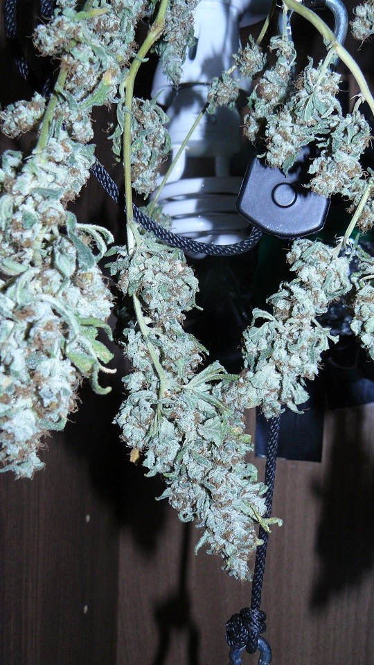 drobes 26 05 22 027