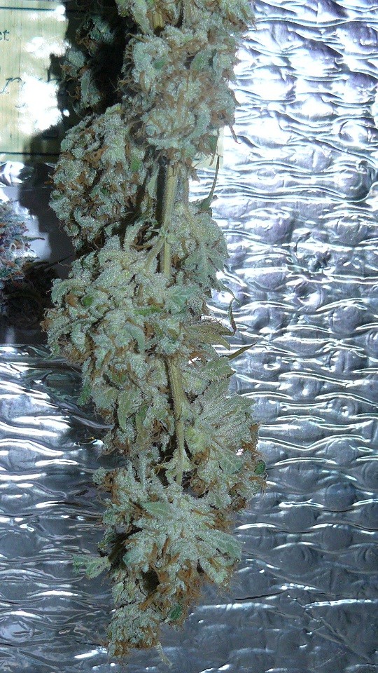 drobes 26 05 22 040