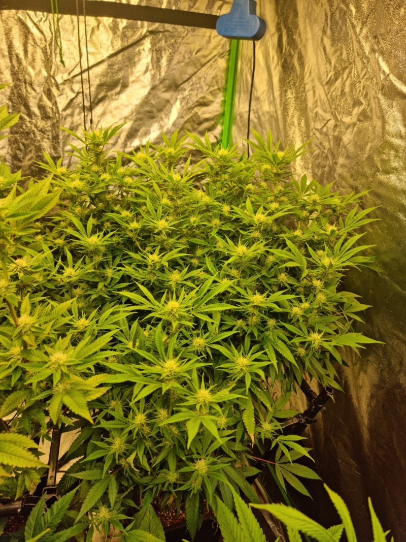 mt 23d