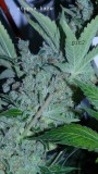 blue gelato utopia haze 002