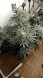 IMG-20220529-WA0011