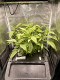 Hydro Mother