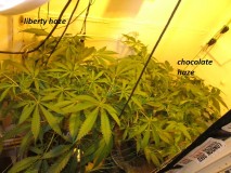 w2 bloom7 (5)