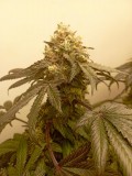 IMG-20220531-WA0009