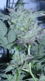 drobe rebuild buds 026