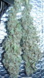 drobe rebuild buds 050