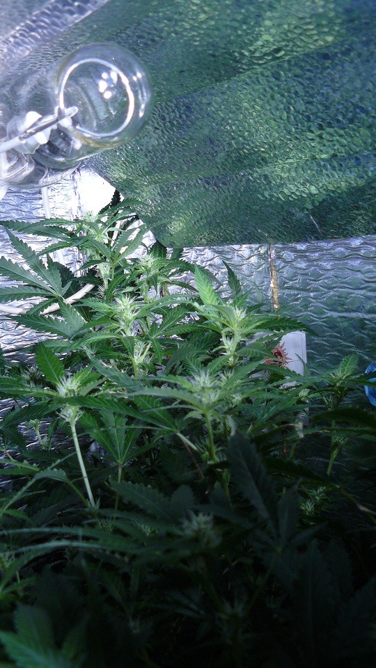 drobe rebuild buds 054