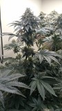 IMG-20220603-WA0010