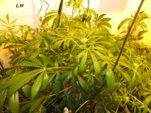 w3 bloom (2)