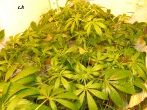 w3 bloom (5)