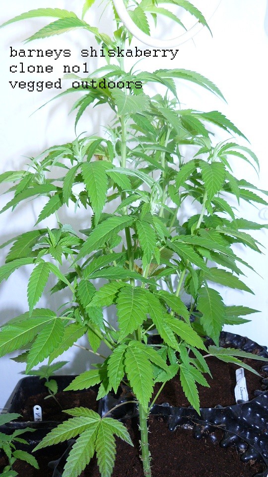 drobes harvest,veg cab 014