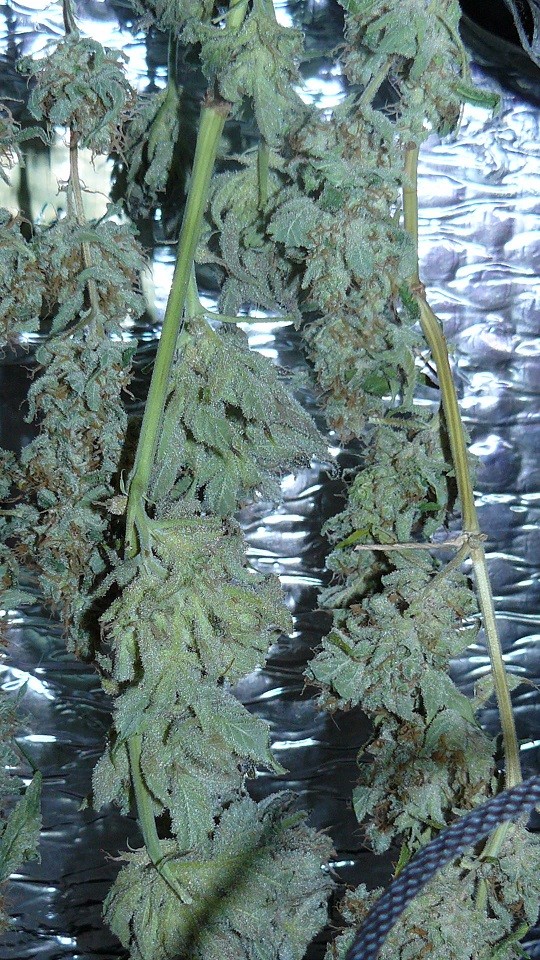 drobes harvest,veg cab 023