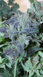 drobes harvest,veg cab 033