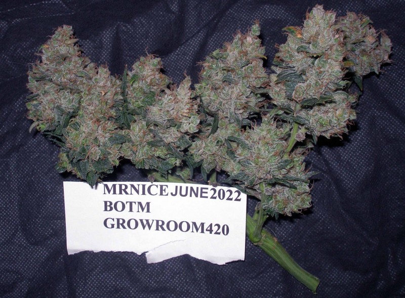 MN BOTM june 2022 Sour D