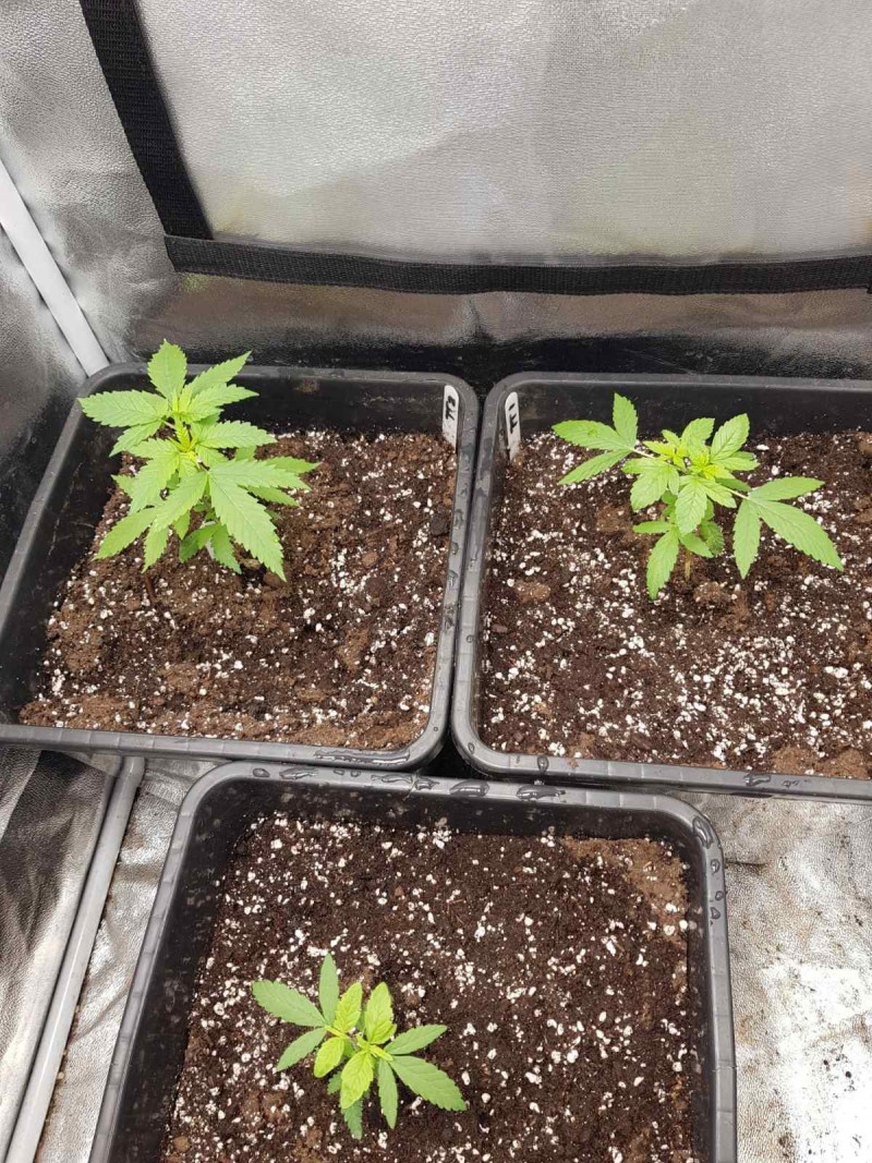 Bsv Terp town ticket seedlings